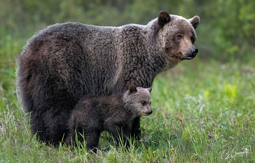 bear 